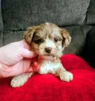 Juliet, a female Yorkipoo for sale in London, KY – Photo 2 of 9