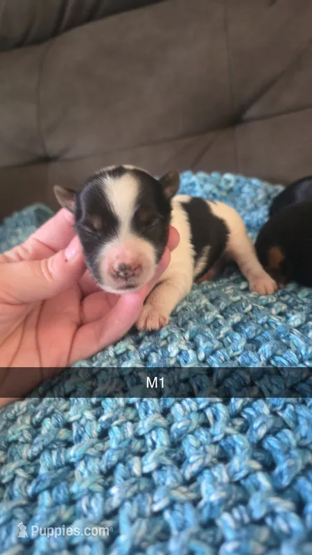 Nacho – Yorkshire Terrier puppy for sale in London, KY
