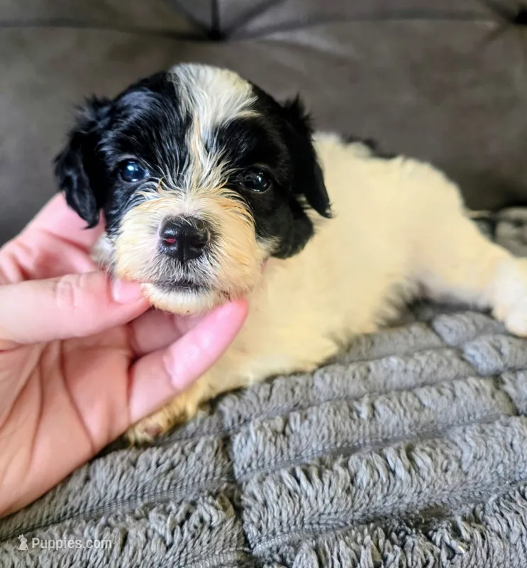 Max – Yorkshire Terrier puppy for sale in London, KY