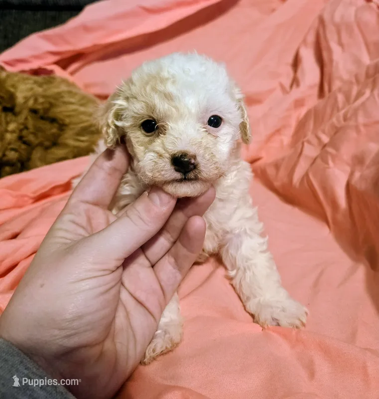 Skye – Poodle - Miniature  puppy for sale in London, KY
