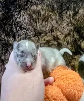 Watson, a male Pomeranian for sale in London, KY – 2 of 3