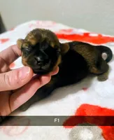 Ezra , a female Yorkshire Terrier for sale in London, KY – Photo 2 of 3