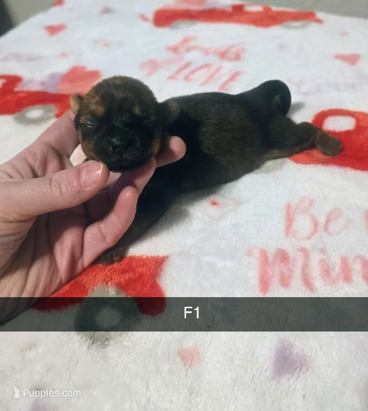 Ezra  – Yorkshire Terrier puppy for sale in London, KY