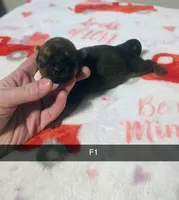 Ezra , a female Yorkshire Terrier for sale in London, KY – Photo 1 of 3