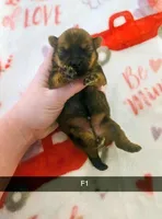 Ezra , a female Yorkshire Terrier for sale in London, KY – Photo 3 of 3