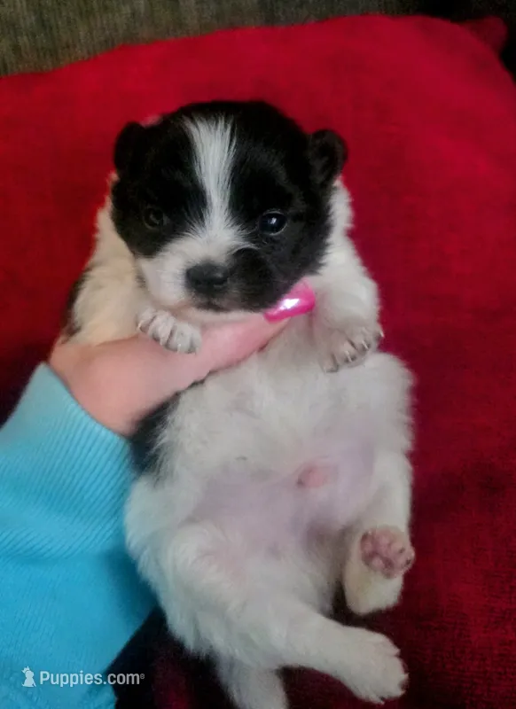 Gizmo – Pomeranian puppy for sale in London, KY