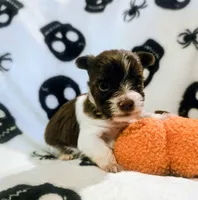 Percy, a male Yorkshire Terrier for sale in London, KY – 2 of 4