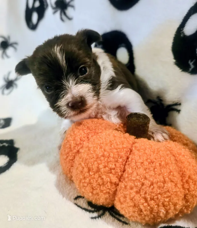 Percy – Yorkshire Terrier puppy for sale in London, KY