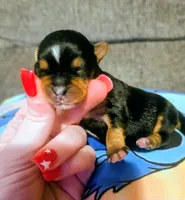 Jaycie, a female Yorkshire Terrier for sale in London, KY – 2 of 2
