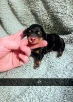 Olivia, a female Miniature Dachshund for sale in London, KY – 2 of 2