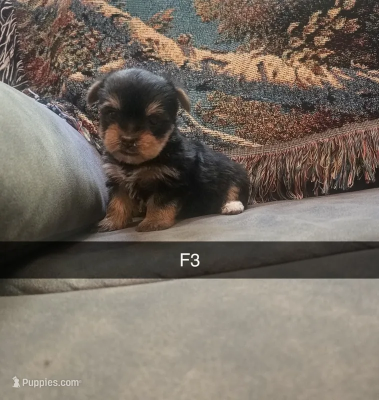 Harley – Yorkshire Terrier puppy for sale in London, KY