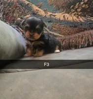 Harley, a female Yorkshire Terrier for sale in London, KY – 1 of 4