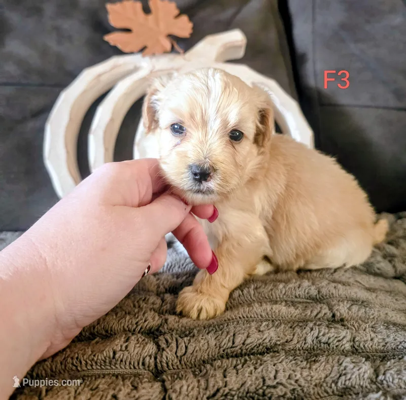 Umi – Yorkipoo puppy for sale in London, KY
