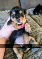 Harper, a female Yorkshire Terrier for sale in London, KY – 4 of 6
