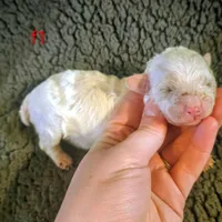 Birdy, a female Poodle - Miniature  for sale in London, KY – Photo 4 of 7
