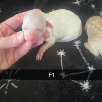 Birdy, a female Poodle - Miniature  for sale in London, KY – Photo 7 of 7