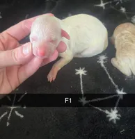 Birdy, a female Poodle - Miniature  for sale in London, KY – Photo 2 of 2