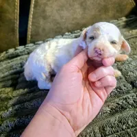 Birdy, a female Poodle - Miniature  for sale in London, KY – Photo 2 of 7