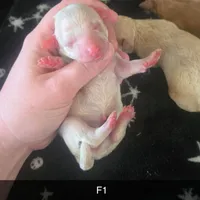 Birdy, a female Poodle - Miniature  for sale in London, KY – Photo 6 of 7