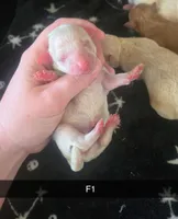 Birdy, a female Poodle - Miniature  for sale in London, KY – Photo 1 of 2