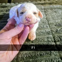 Birdy, a female Poodle - Miniature  for sale in London, KY – Photo 1 of 7