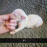 Birdy, a female Poodle - Miniature  for sale in London, KY – Photo 5 of 7