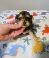 Beau, a male Yorkipoo for sale in London, KY – Photo 3 of 8