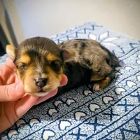 Beau, a male Yorkipoo for sale in London, KY – Photo 5 of 8