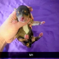 Beau, a male Yorkipoo for sale in London, KY – Photo 8 of 8