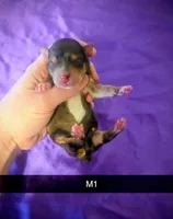 Beau, a male Yorkipoo for sale in London, KY – Photo 1 of 2