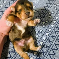 Beau, a male Yorkipoo for sale in London, KY – Photo 6 of 8