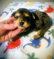 Beau, a male Yorkipoo for sale in London, KY – Photo 2 of 8