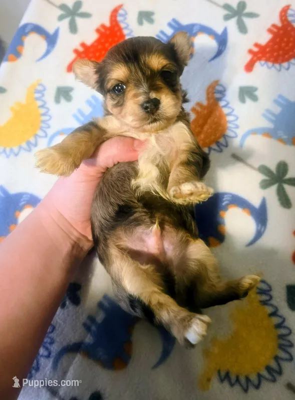 Beau – Yorkipoo puppy on hold in London, KY