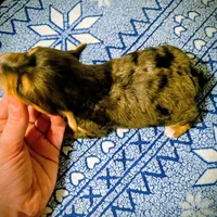 Beau, a male Yorkipoo for sale in London, KY – Photo 7 of 8