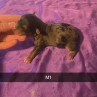 Beau, a male Yorkipoo for sale in London, KY – Photo 4 of 8