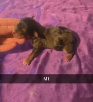 Beau, a male Yorkipoo for sale in London, KY – Photo 2 of 2