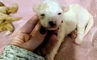Skye, a female Poodle - Miniature  for sale in London, KY – 2 of 3