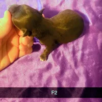 Truffle, a female Yorkipoo for sale in London, KY – Photo 2 of 2