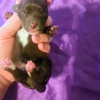 Truffle, a female Yorkipoo for sale in London, KY – Photo 1 of 2