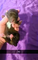 Truffle, a female Yorkipoo for sale in London, KY – Photo 1 of 2