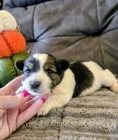 Valor, a male Yorkipoo for sale in London, KY – 1 of 2