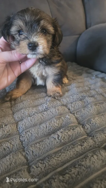 Konrad – Yorkipoo puppy for sale in London, KY