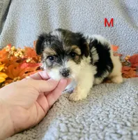 Ralphy, a male Yorkshire Terrier for sale in London, KY – 3 of 3