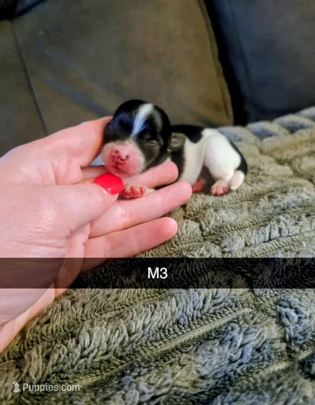 Mickey – Yorkshire Terrier puppy for sale in London, KY