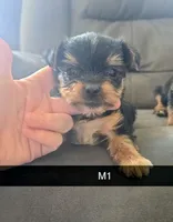 Levi, a male Yorkshire Terrier for sale in London, KY – 3 of 3