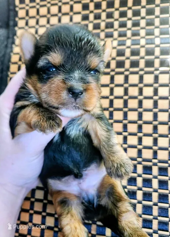 Tate – Yorkshire Terrier puppy for sale in London, KY