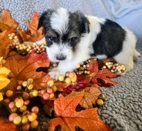 Raven, a female Yorkshire Terrier for sale in London, KY – 2 of 2