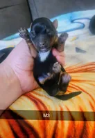 Nelson, a male Yorkshire Terrier for sale in London, KY – 1 of 1