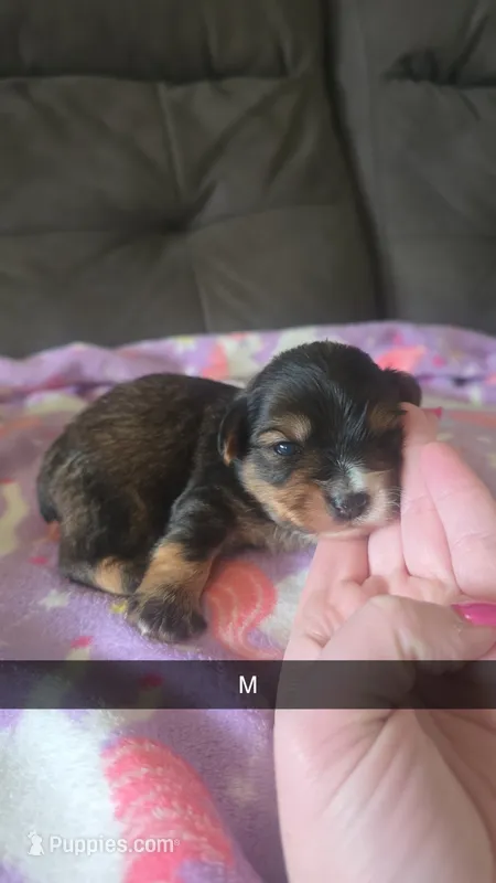 Konrad – Yorkipoo puppy for sale in London, KY