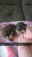 Konrad, a male Yorkipoo for sale in London, KY – 1 of 3